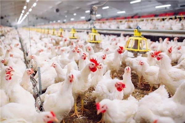 ارتفاع ملحوظ في اسعار الدواجن اليوم 27 يونيو